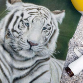 Serviette de plage dessin Tigre Blanc sur la plage