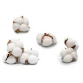 100% coton matière naturelle